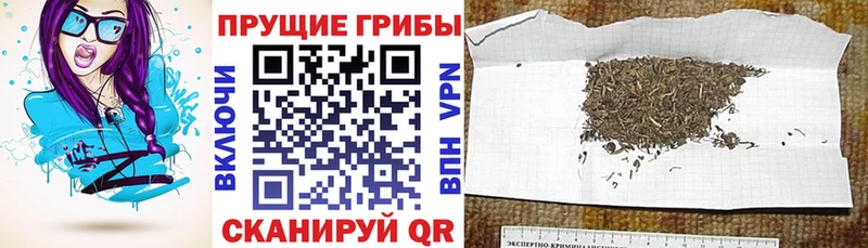 Купить закладки Карабаш Галлюциногенные грибы Cubensis